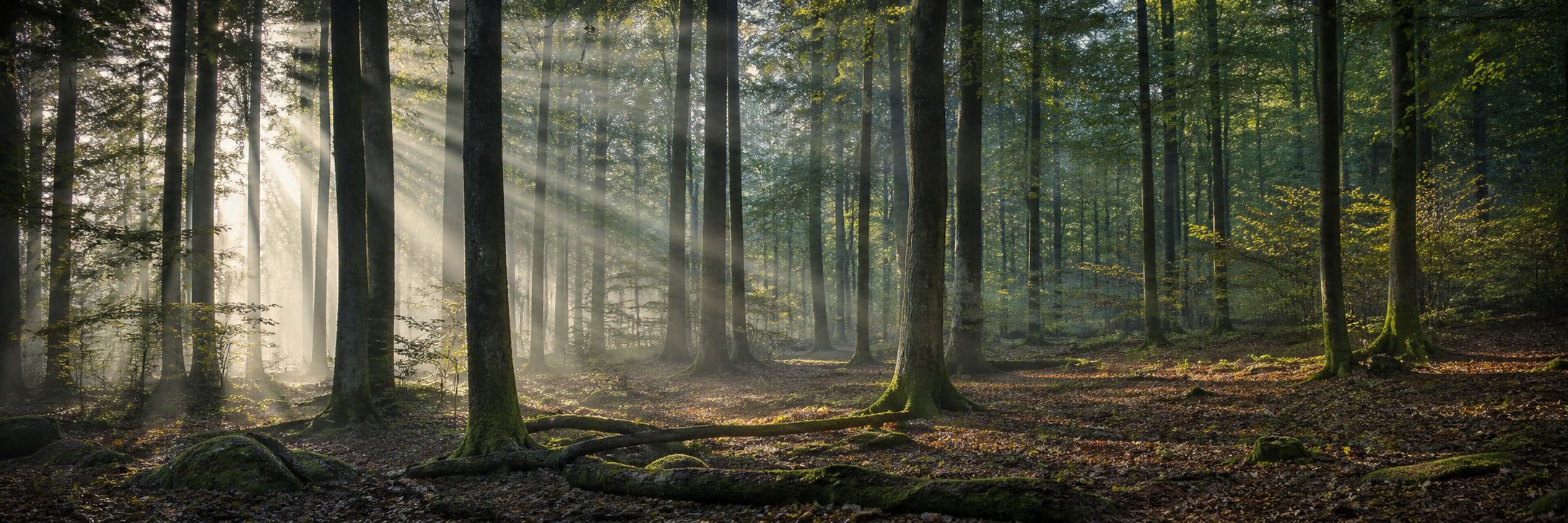 Eifel-Wald mit weichen Morgenlicht-Strahlen zwischen den Bäumen
